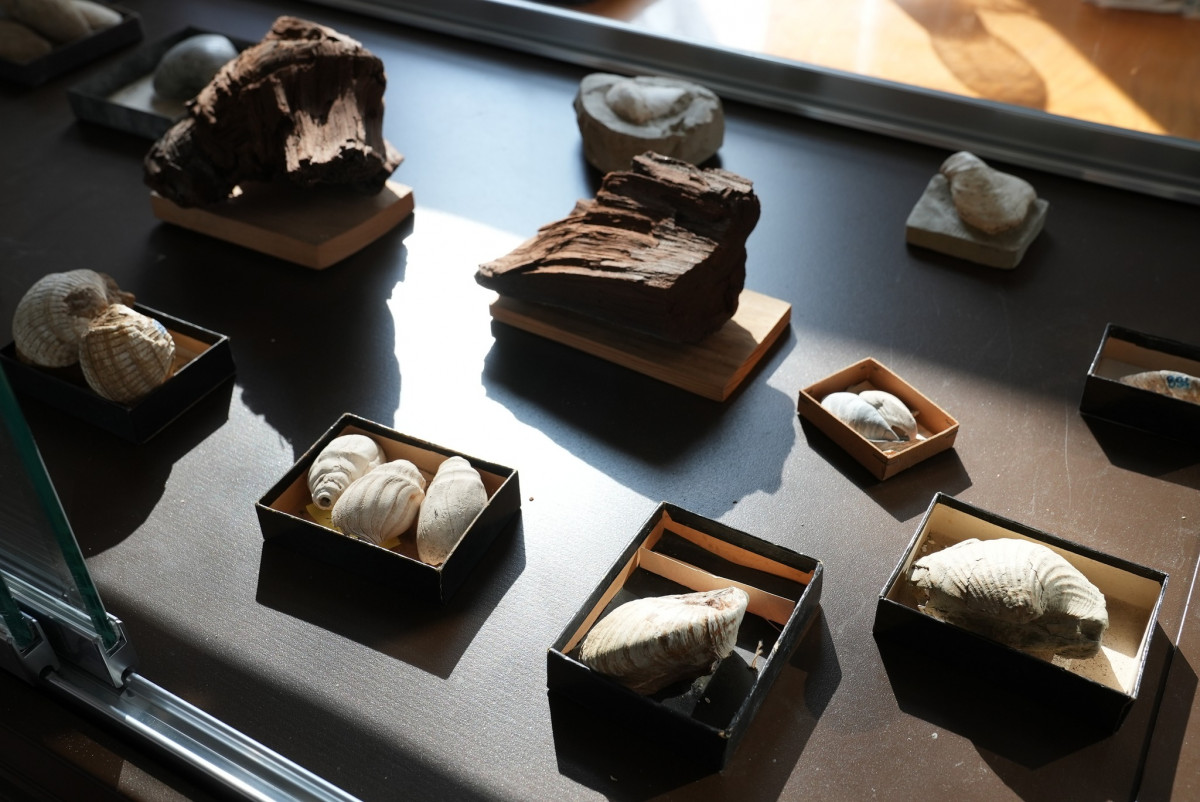 Ősmaradvány-gyűjteményből nyílik állandó kiállítás a Miskolci Egyetemen