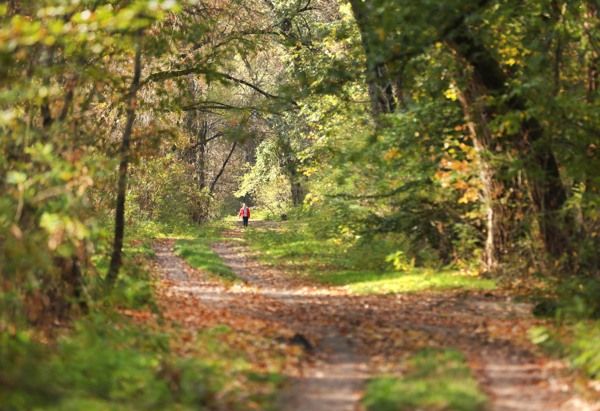 Hódmezővásárhely, erdő, túra, kirándulás, természet, ősz, időjárás