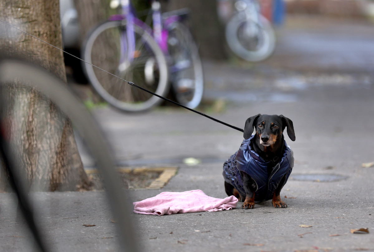 Szeged, tacsi, kutya, tél, hideg, időjárás